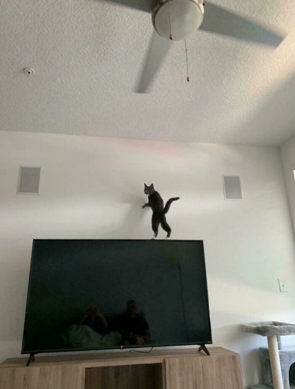 funnycats113_007