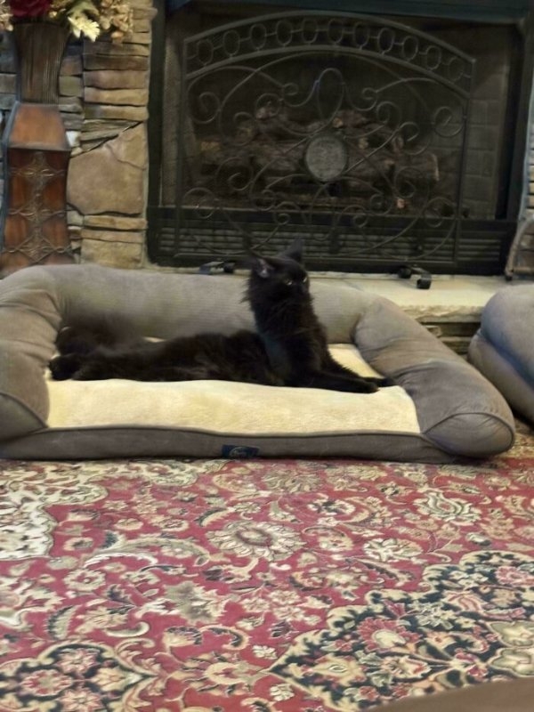 funnycats113_009