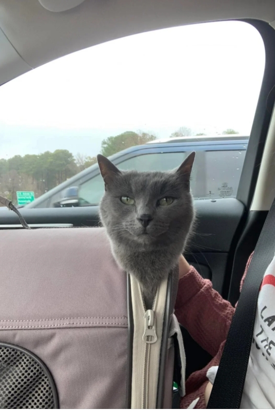 funnycats113_011