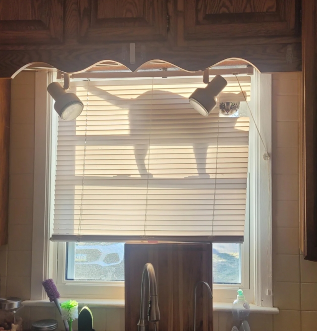 funnycats113_012