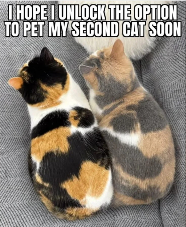 funnycats113_013