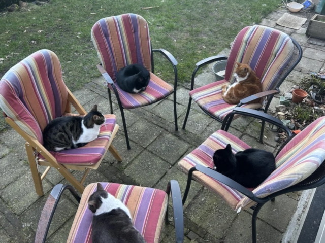 funnycats113_014