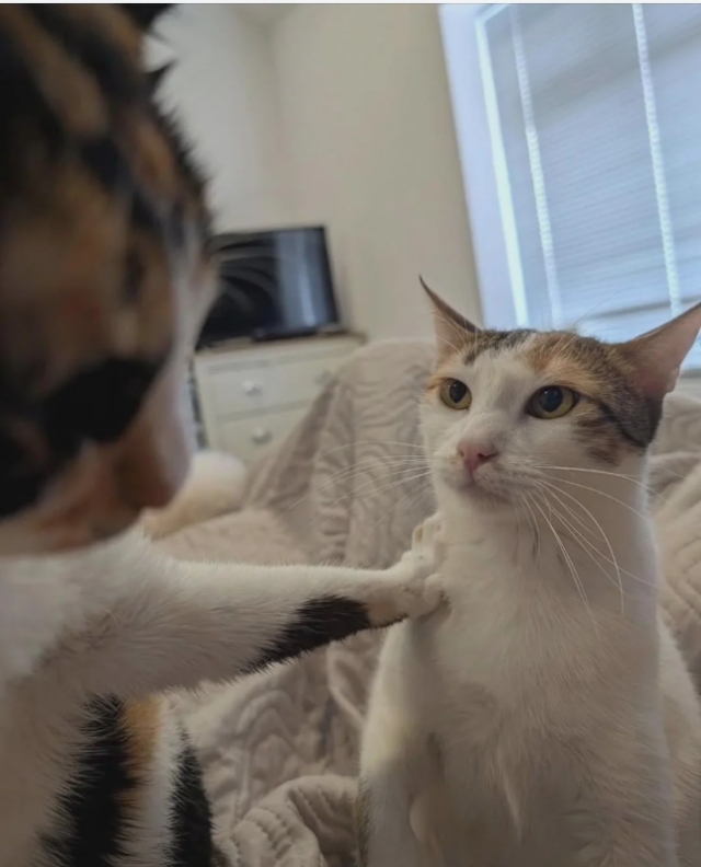funnycats113_015