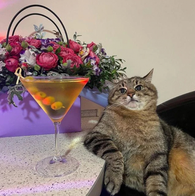 funnycats113_016