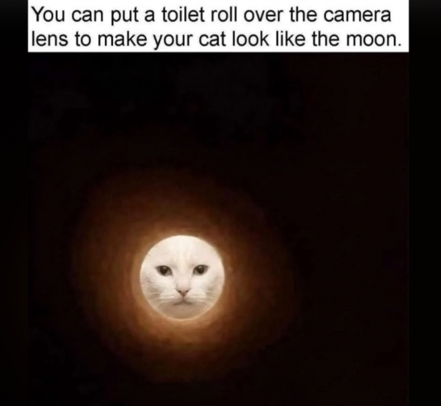 funnycats113_017