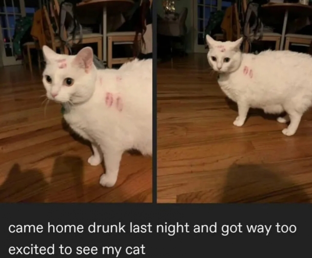 funnycats113_018