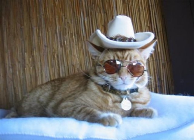 funnycats113_019