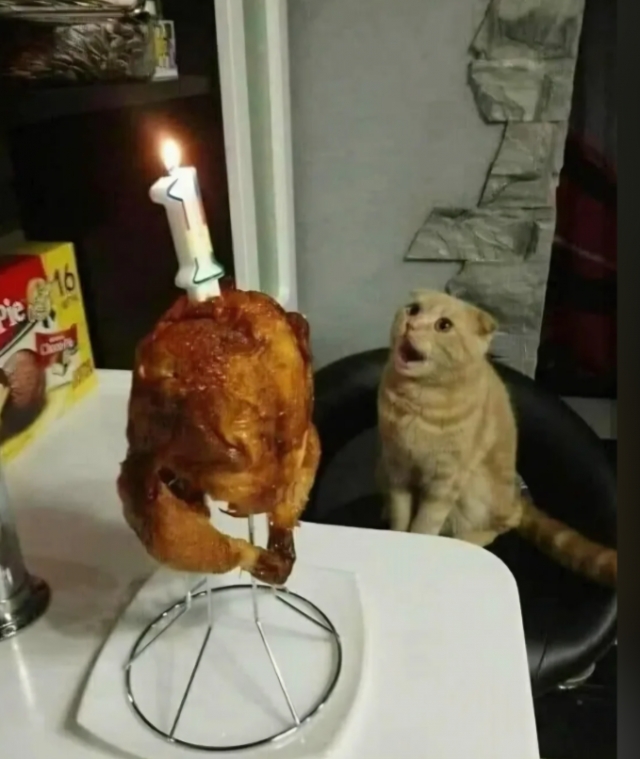 funnycats113_020