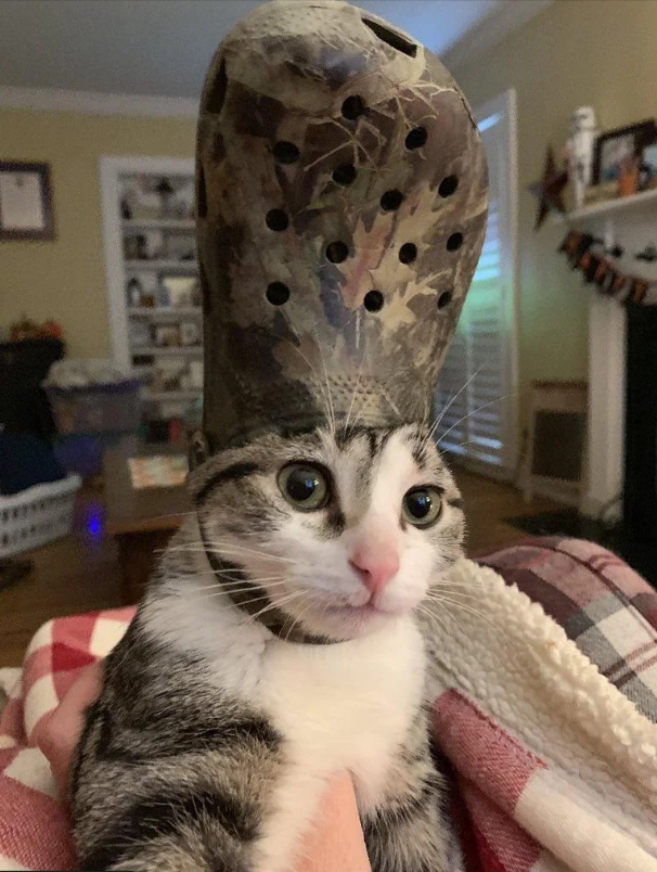 funnycats113_021