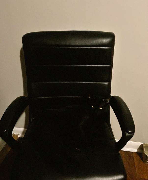 funnycats113_022