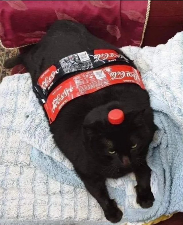 funnycats113_023
