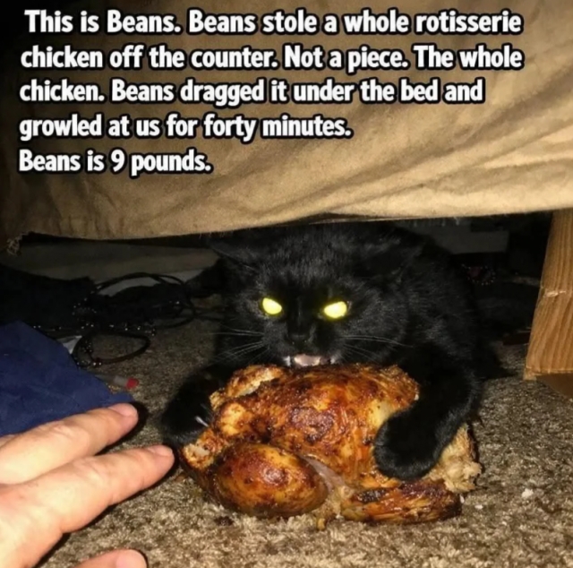 funnycats113_025