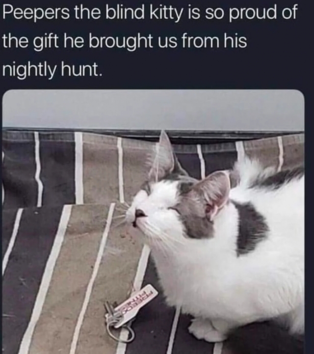 funnycats113_026