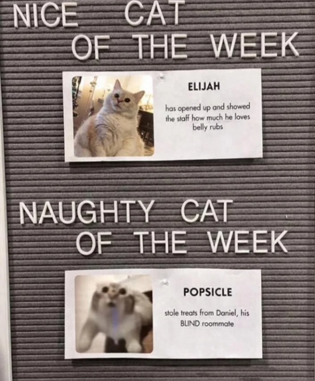 funnycats113_027