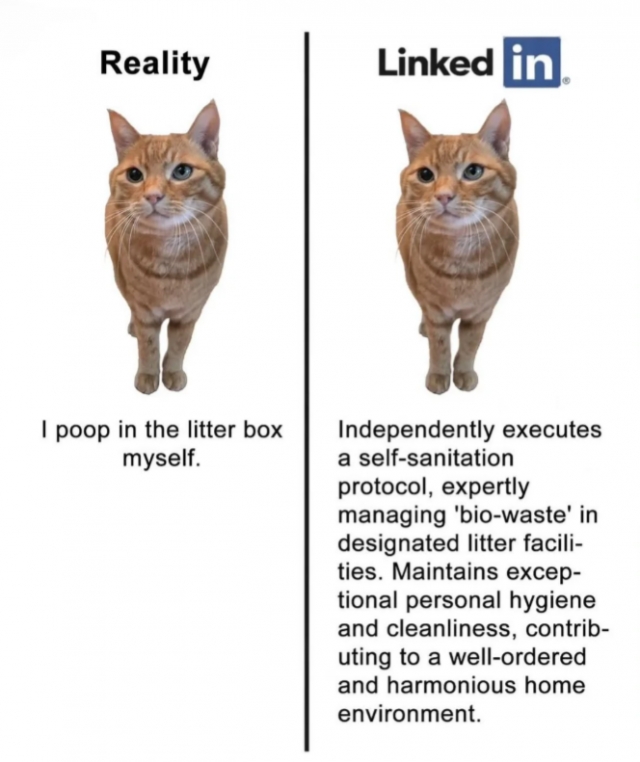 funnycats113_029