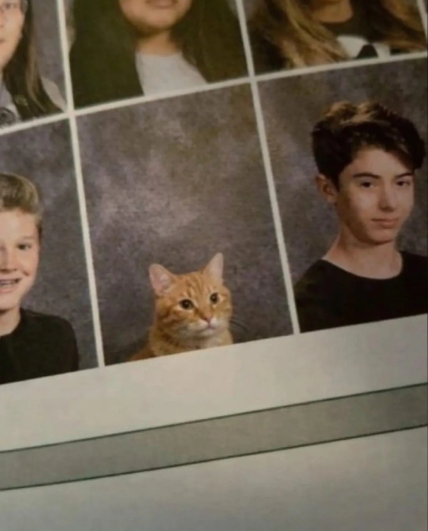 funnycats113_030