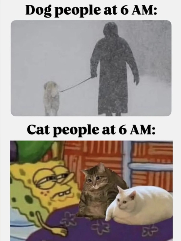 funnycats113_031