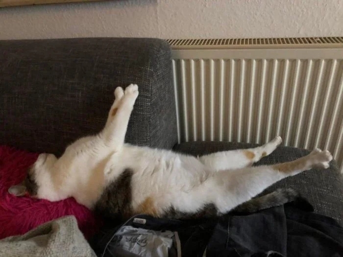 funnycats113_032