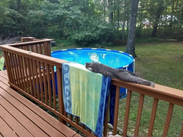 funnycats113_033