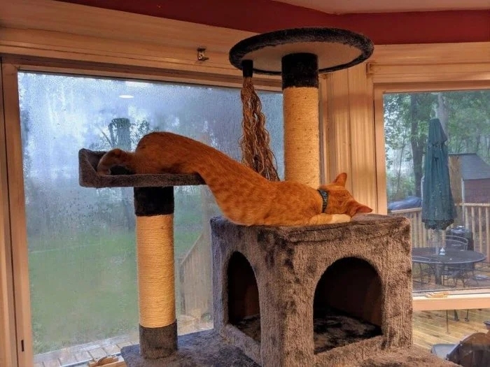 funnycats113_034