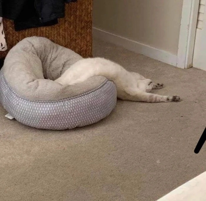 funnycats113_035