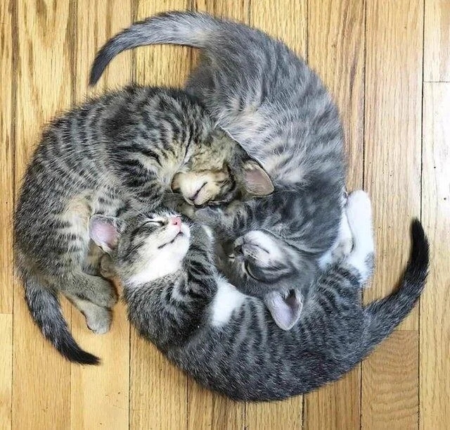 funnycats113_036
