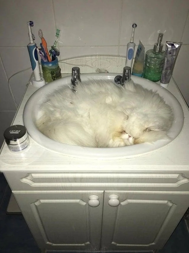 funnycats113_037