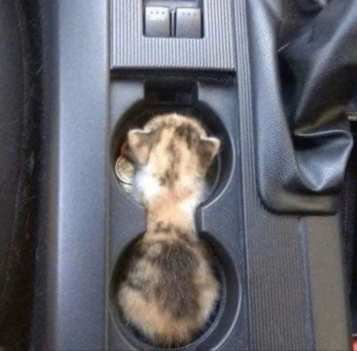 funnycats113_038