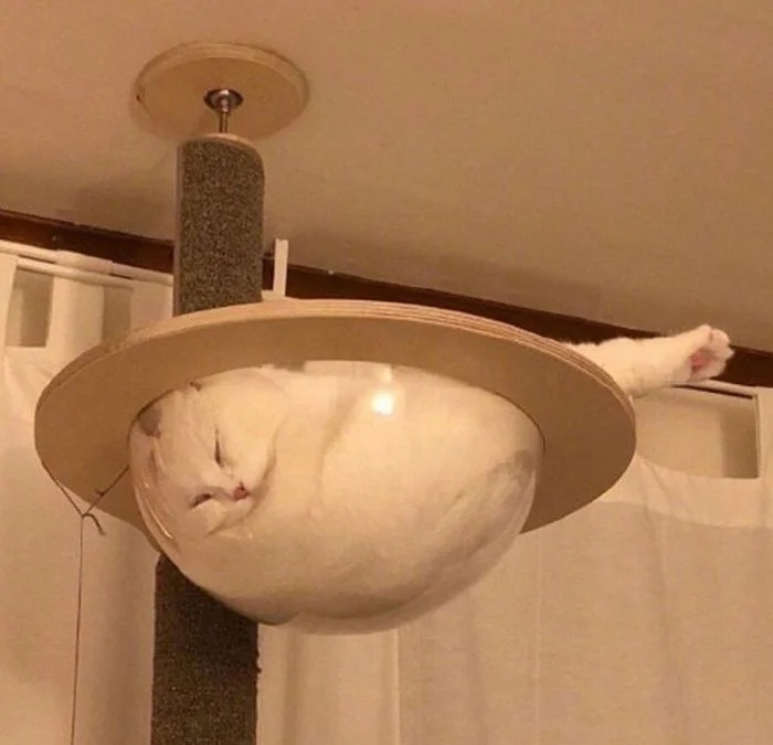 funnycats113_039