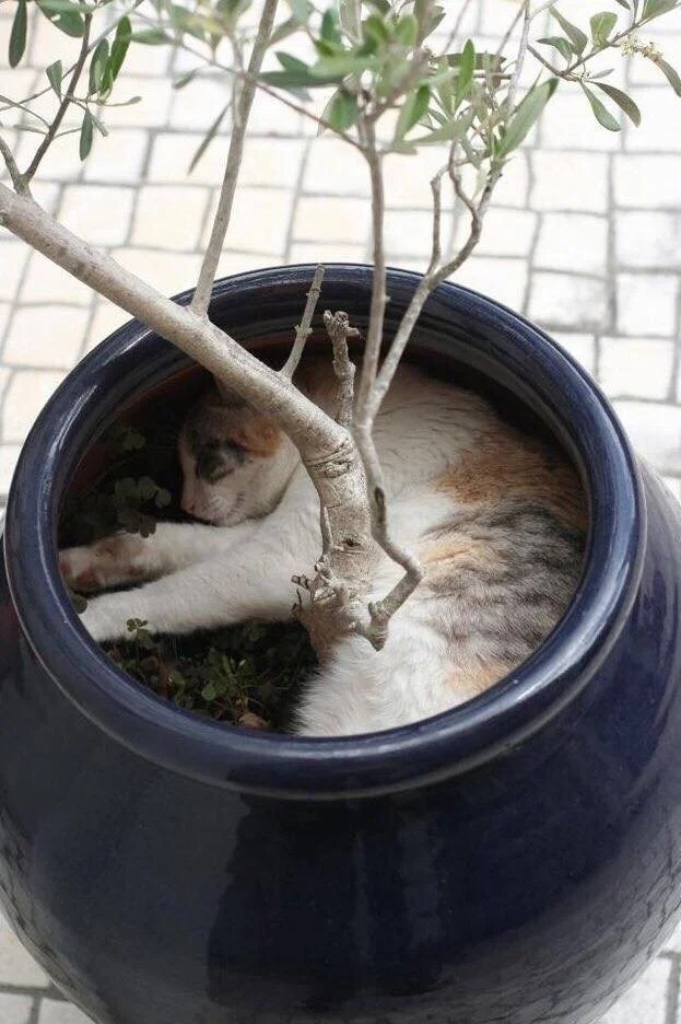 funnycats113_040