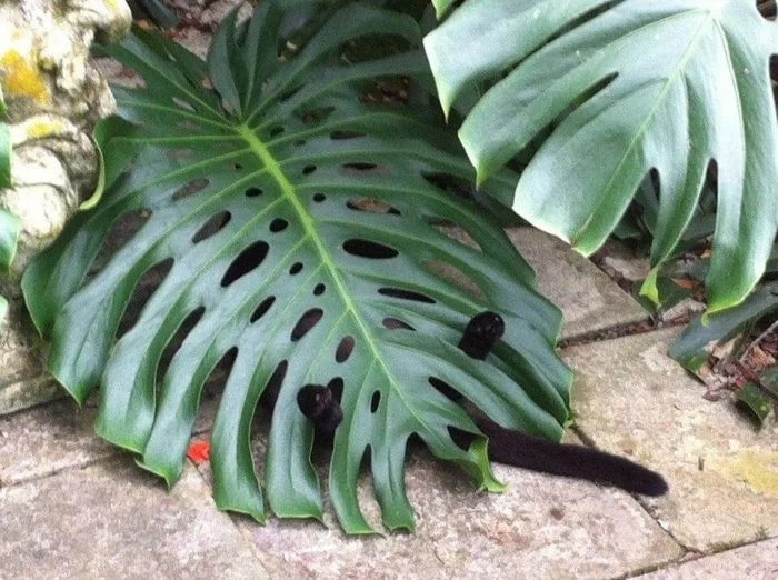 funnycats114_001