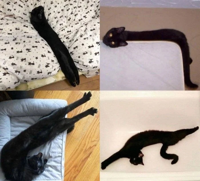 funnycats114_002
