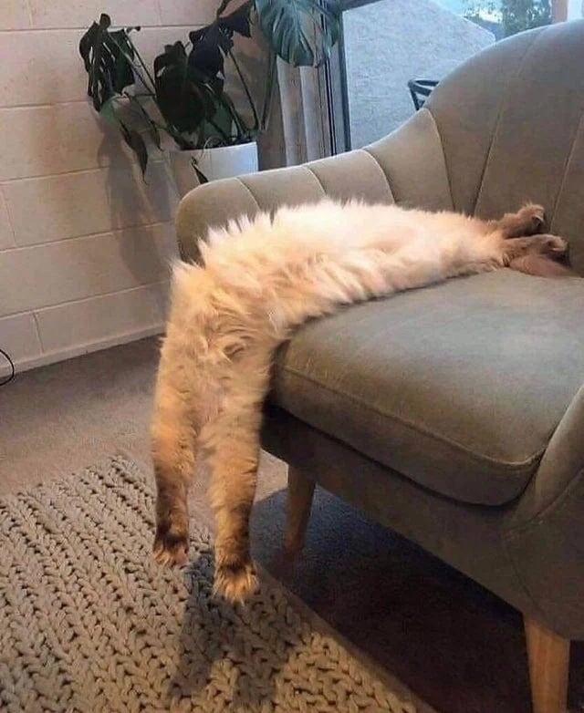 funnycats114_003