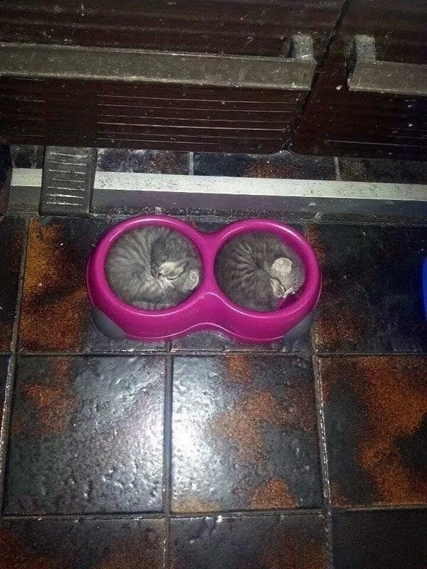 funnycats114_004