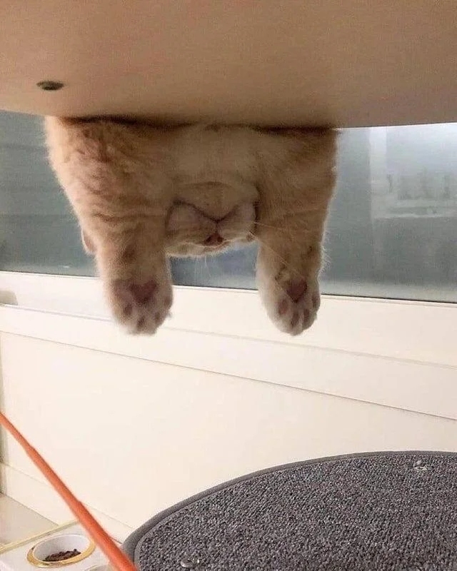 funnycats114_005