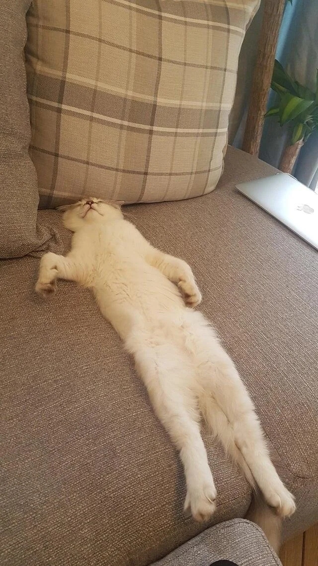 funnycats114_006