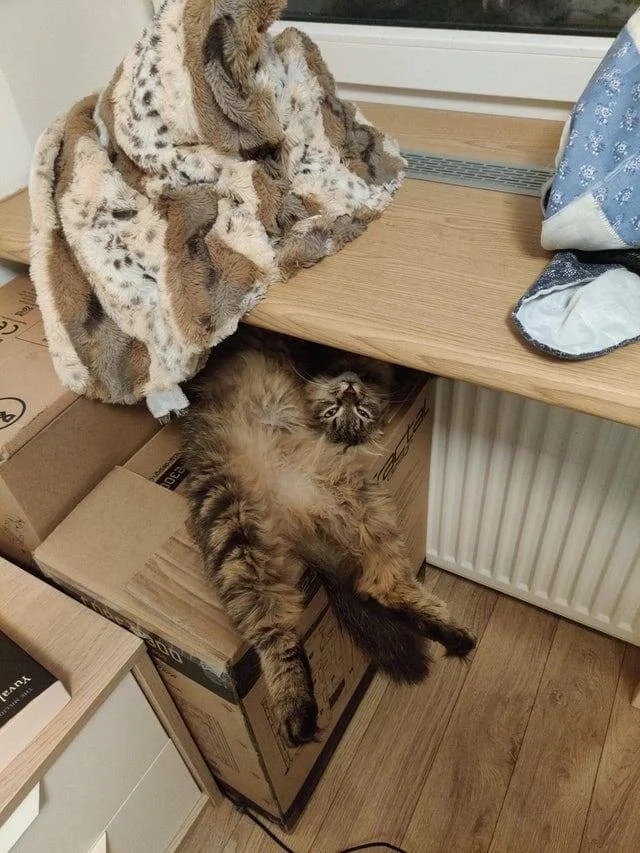 funnycats114_007