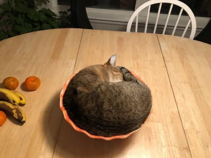 funnycats114_008