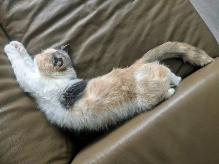 funnycats114_009