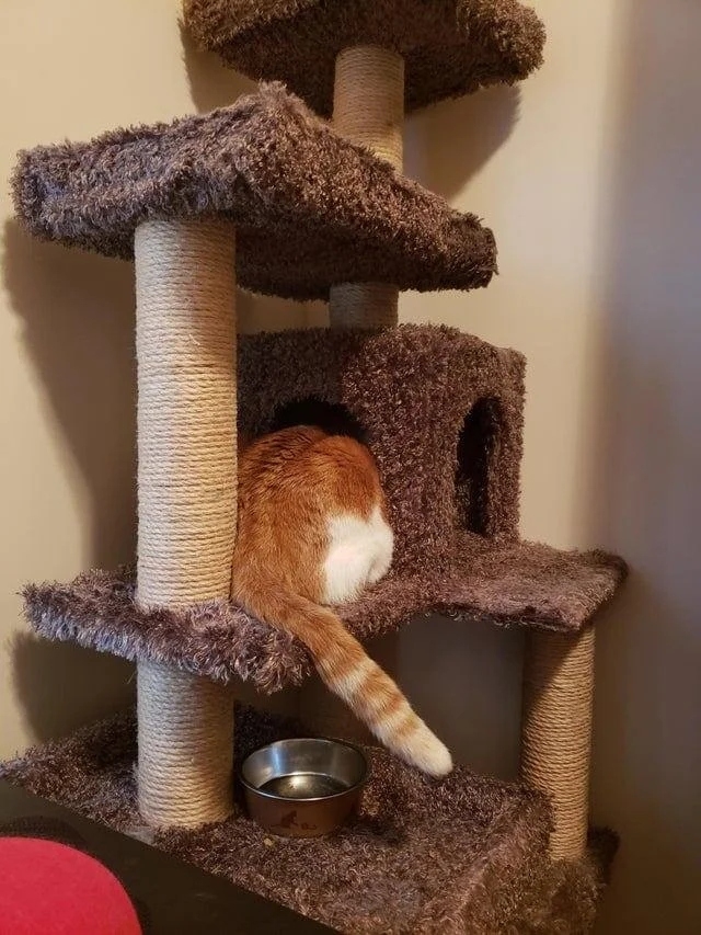 funnycats114_010