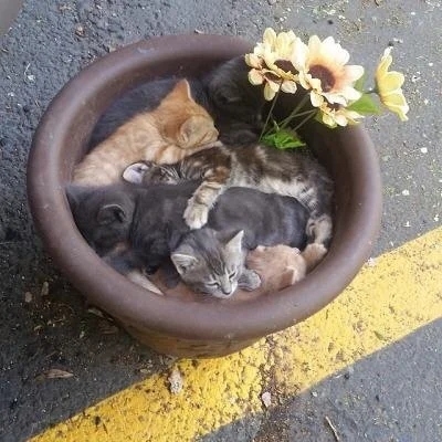 funnycats114_011