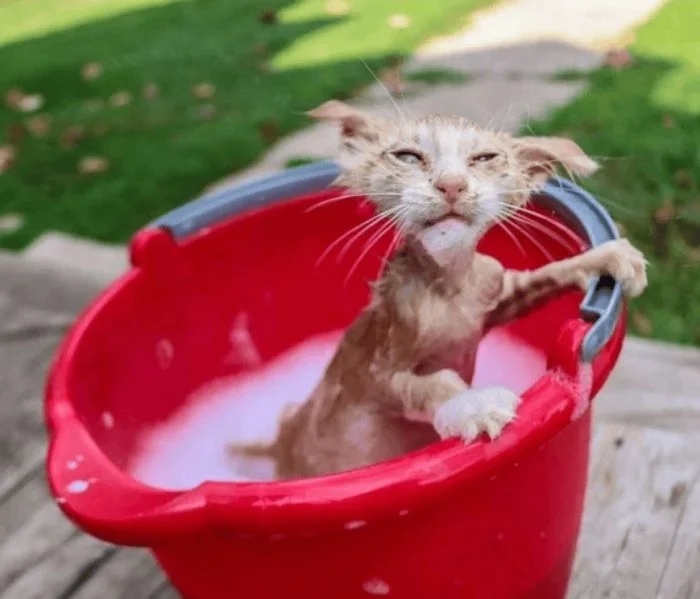 funnycats114_012
