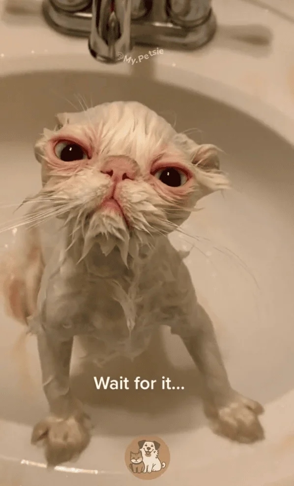 funnycats114_013