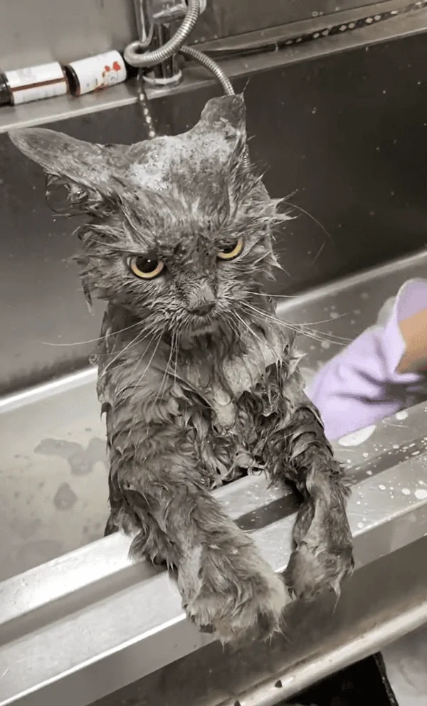 funnycats114_016