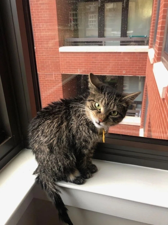 funnycats114_017