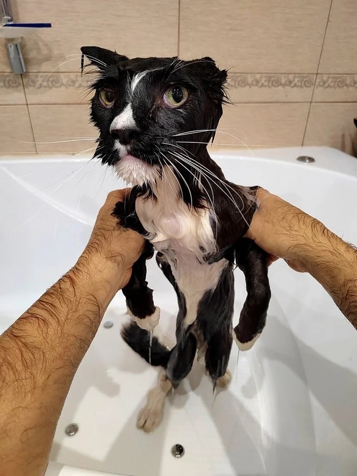funnycats114_020