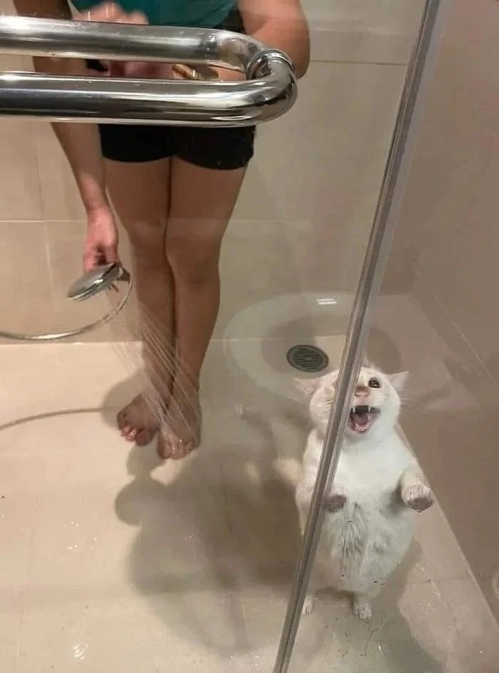 funnycats114_021