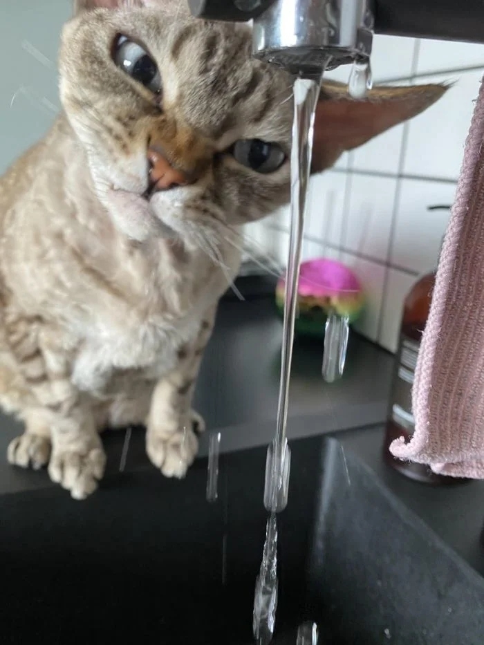 funnycats114_022