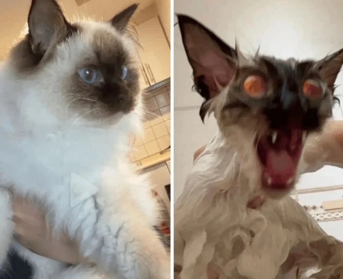 funnycats114_023