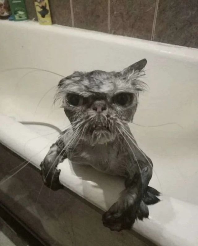funnycats114_024